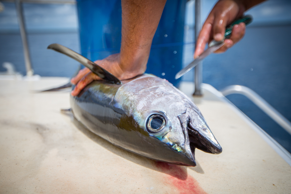Fresh,Yellowfin,Tuna